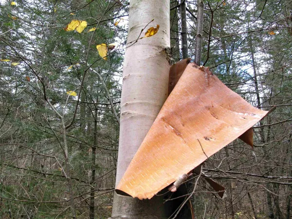 $950,000 | 2-3 Fullerton Road, Grand Marais, MN 55604