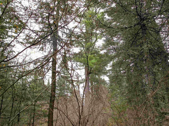 $950,000 | 2-3 Fullerton Road, Grand Marais, MN 55604