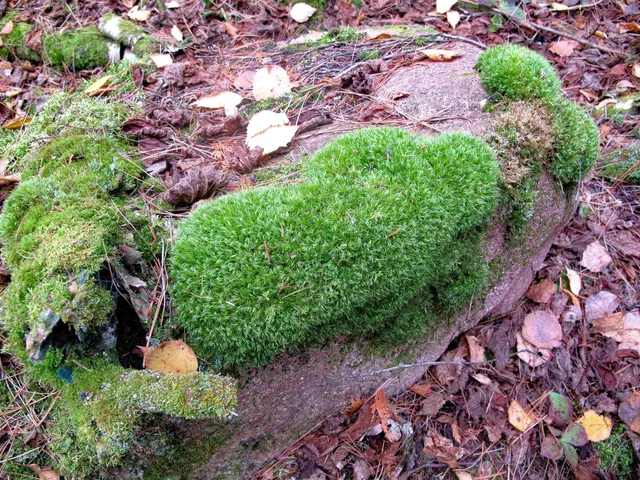 $950,000 | 2-3 Fullerton Road, Grand Marais, MN 55604