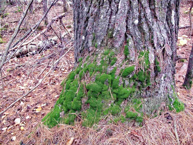 $950,000 | 2-3 Fullerton Road, Grand Marais, MN 55604