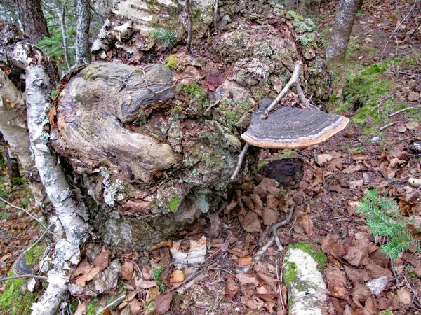 $950,000 | 2-3 Fullerton Road, Grand Marais, MN 55604