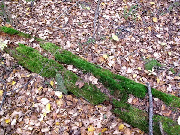 $950,000 | 2-3 Fullerton Road, Grand Marais, MN 55604