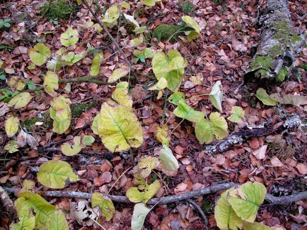 $950,000 | 2-3 Fullerton Road, Grand Marais, MN 55604