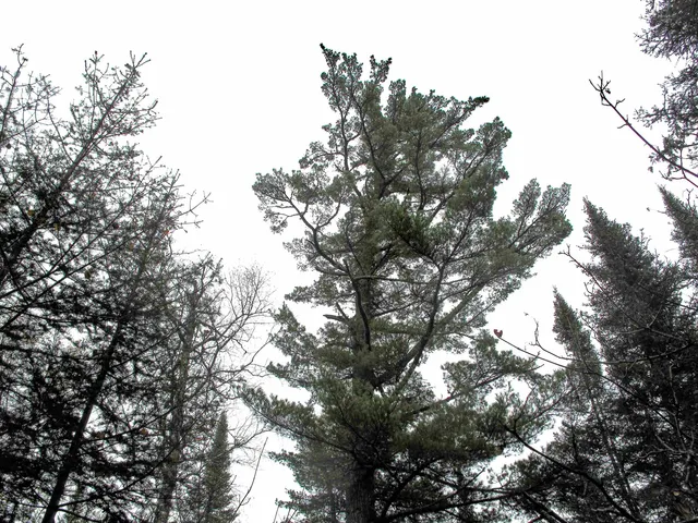 $950,000 | 2-3 Fullerton Road, Grand Marais, MN 55604