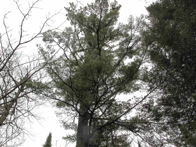 $950,000 | 2-3 Fullerton Road, Grand Marais, MN 55604