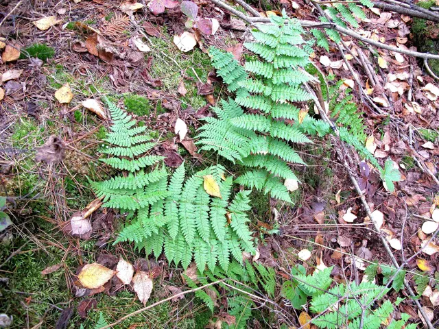 $950,000 | 2-3 Fullerton Road, Grand Marais, MN 55604