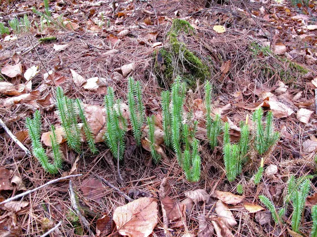 $950,000 | 2-3 Fullerton Road, Grand Marais, MN 55604