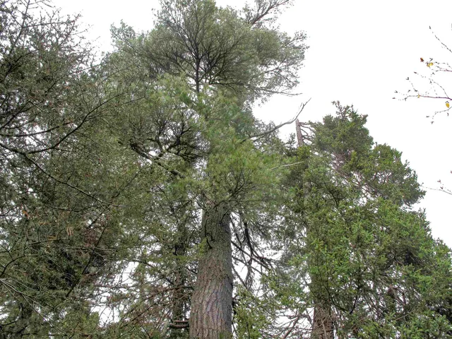 $950,000 | 2-3 Fullerton Road, Grand Marais, MN 55604