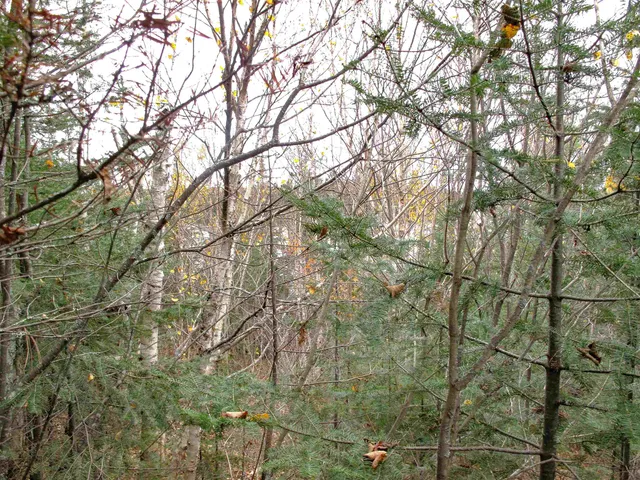 $950,000 | 2-3 Fullerton Road, Grand Marais, MN 55604