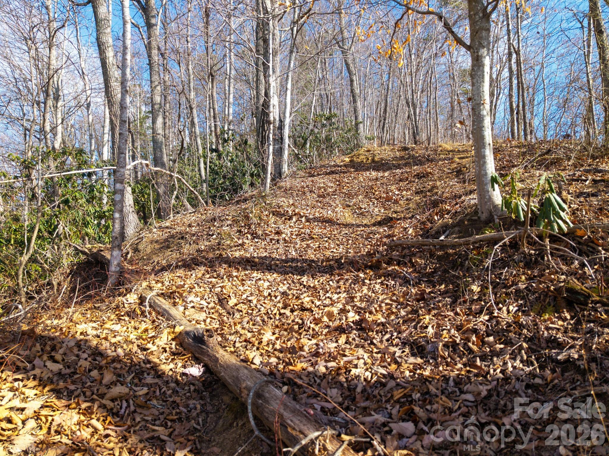 0 Bee Tree Road, Unit 103B Swannanoa, NC 28778 - Photo 16 of 20 a view of a yard with plants and trees