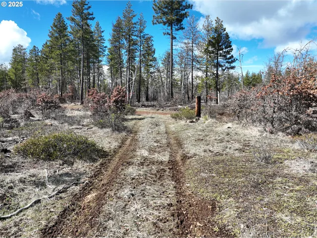 a view of a forest with trees