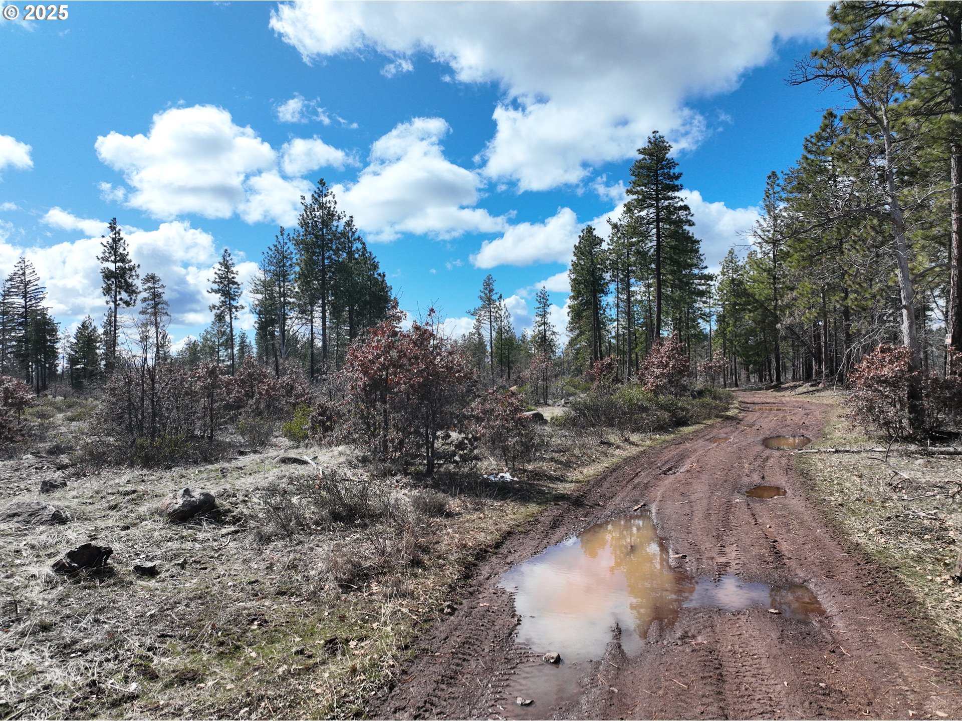 15 Sutherland Trail Goldendale, WA 98620 - Photo 10 of 12 a view of a forest with trees