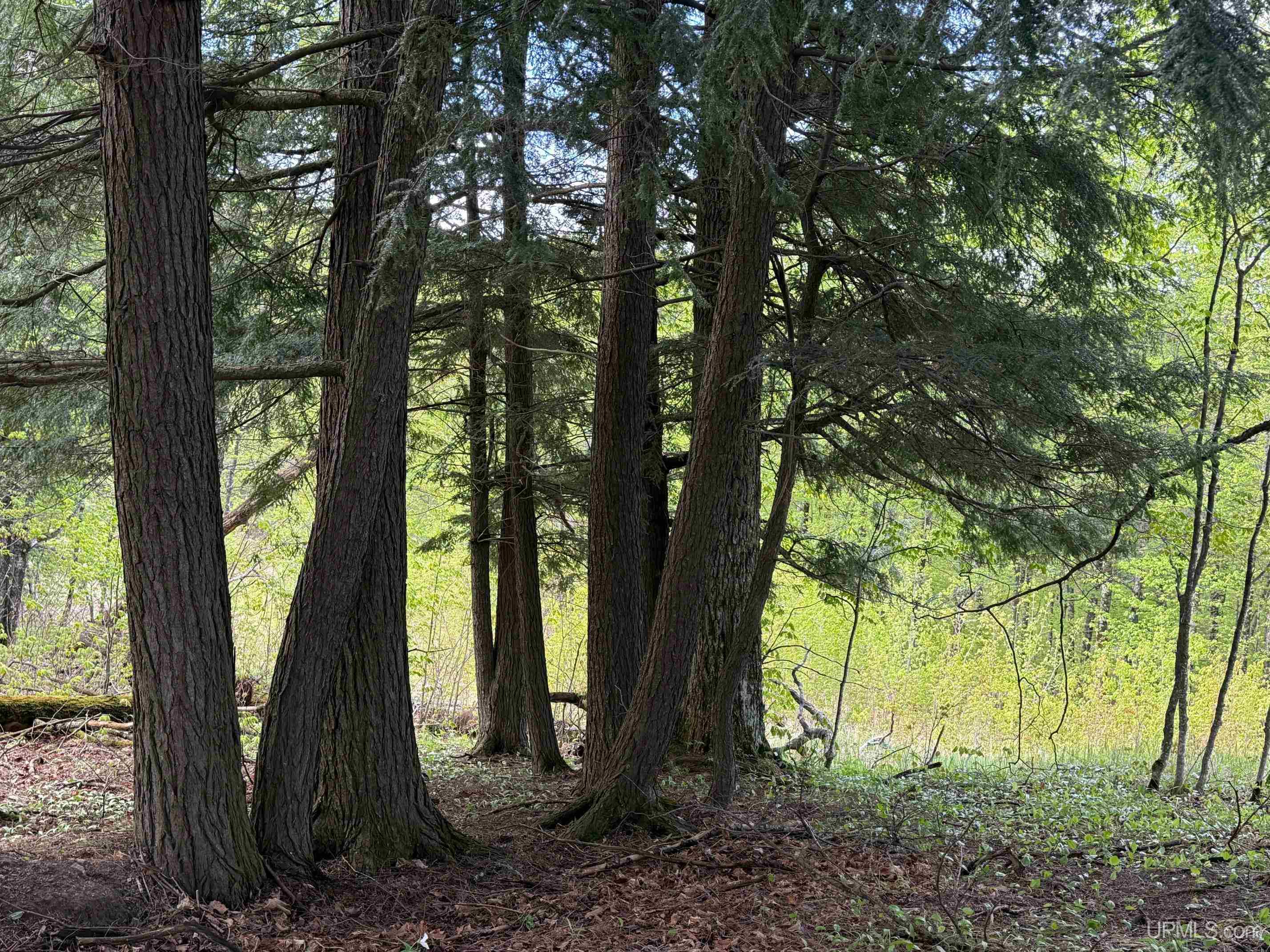 Tbd10 Baraga Plains Road Lanse, MI 49946 - Photo 12 of 19