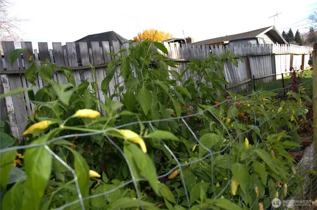 a view of a plant in a garden