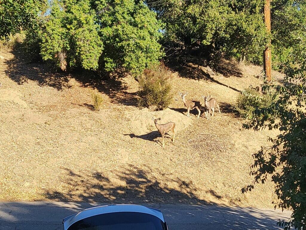2787 Painted Cave Road Santa Barbara, CA 93105 - Photo 30 of 50 oh deer