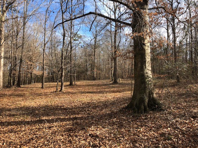 0 Bethlehem Loop Road Kokomo, MS 39643 - Photo 1 of 1 Main View
