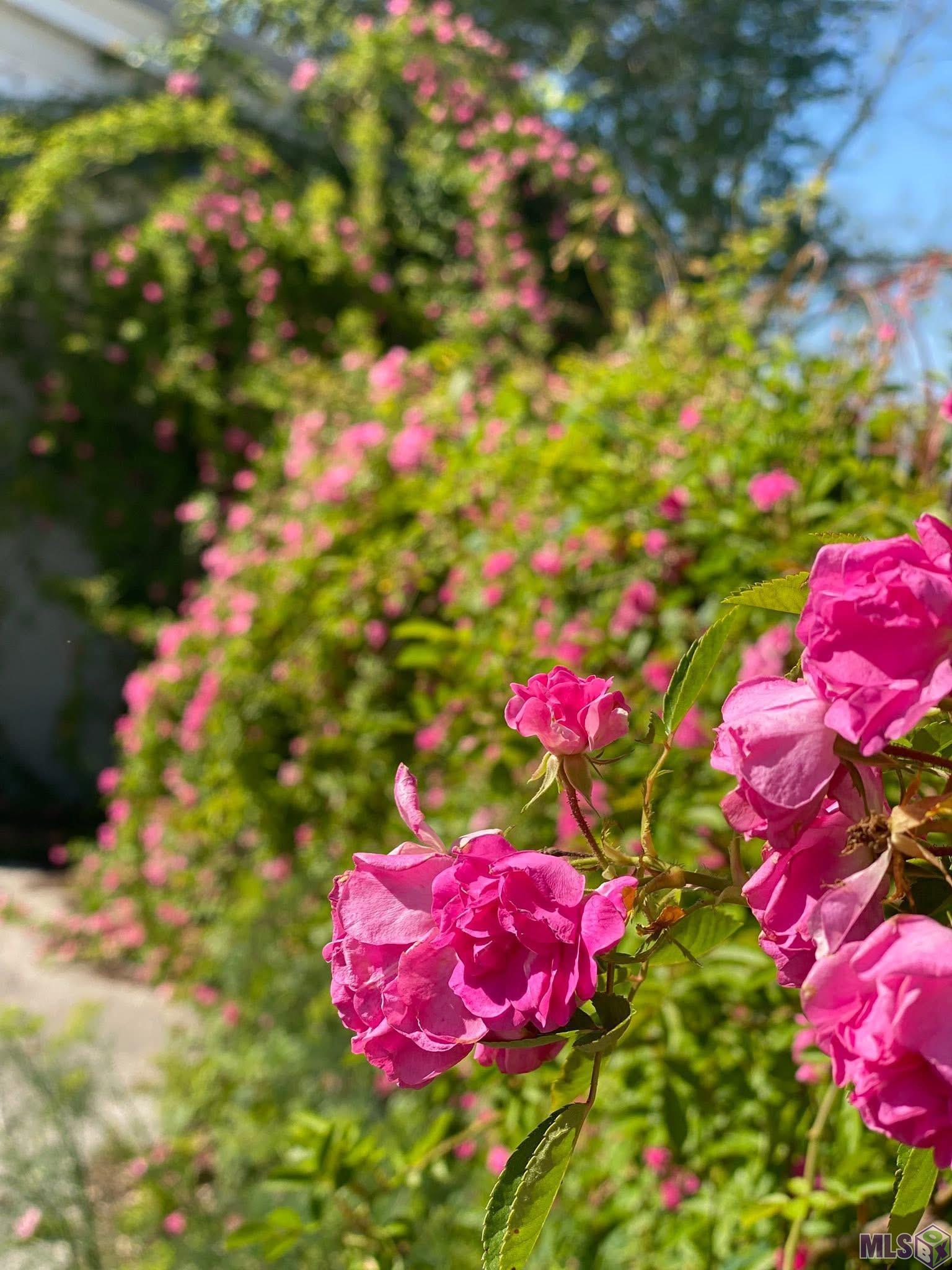 56 Meeker Road Lecompte, LA 71346 - Photo 39 of 49