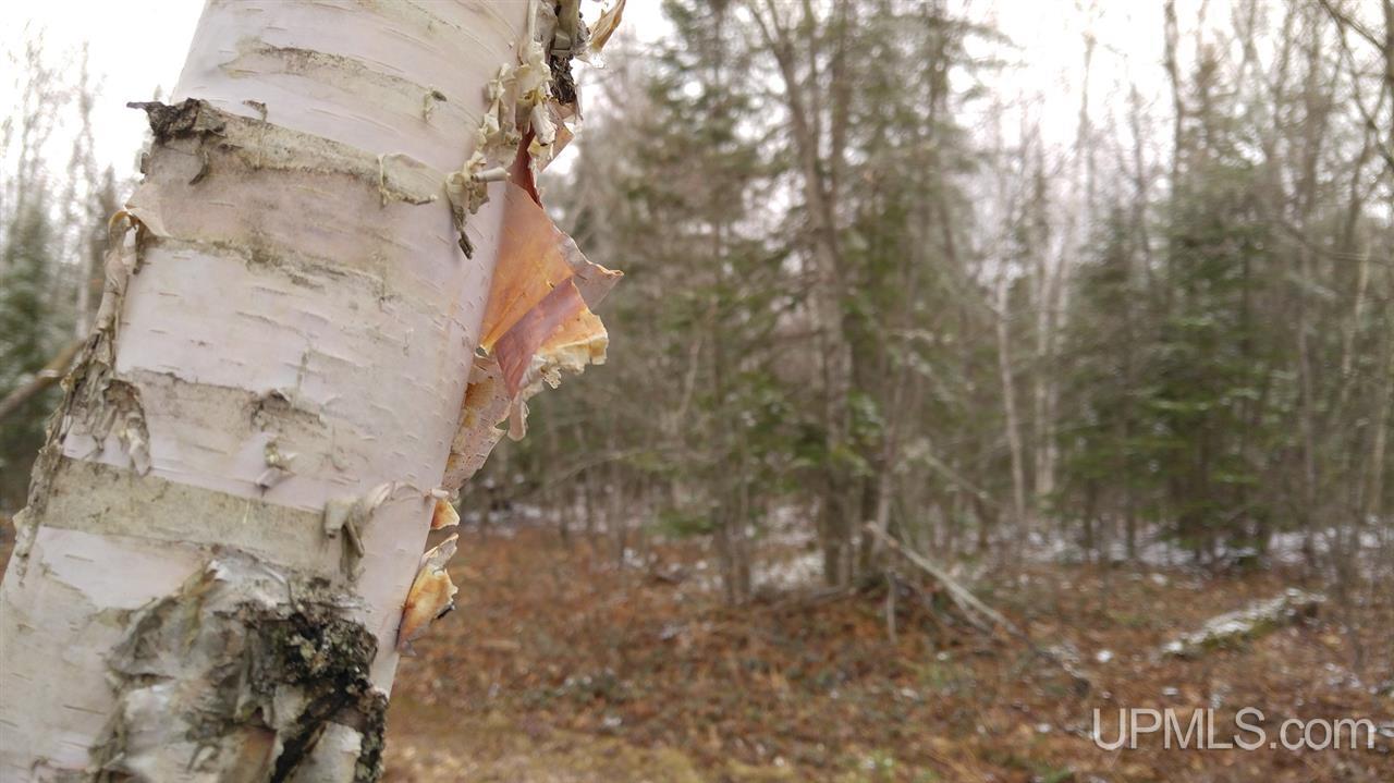 73-acres Co Rd 480 Marquette, MI 49855 - Photo 11 of 18
