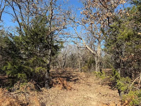 a view of tree