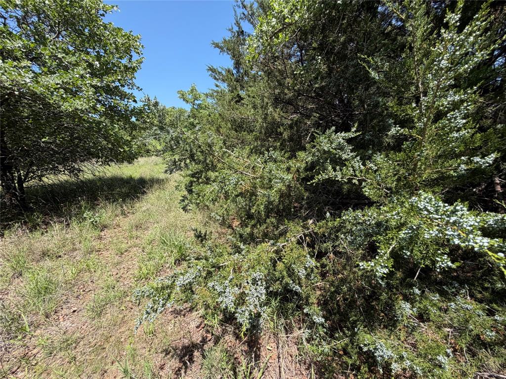 230 Keys Road Sunset, TX 76270 - Photo 3 of 28 a view of a forest with a tree