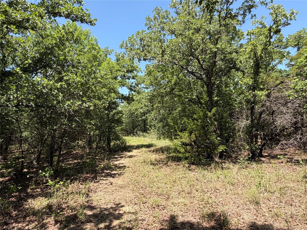 230 Keys Road Sunset, TX 76270 - Photo 9 of 28 a view of a yard with plants and trees