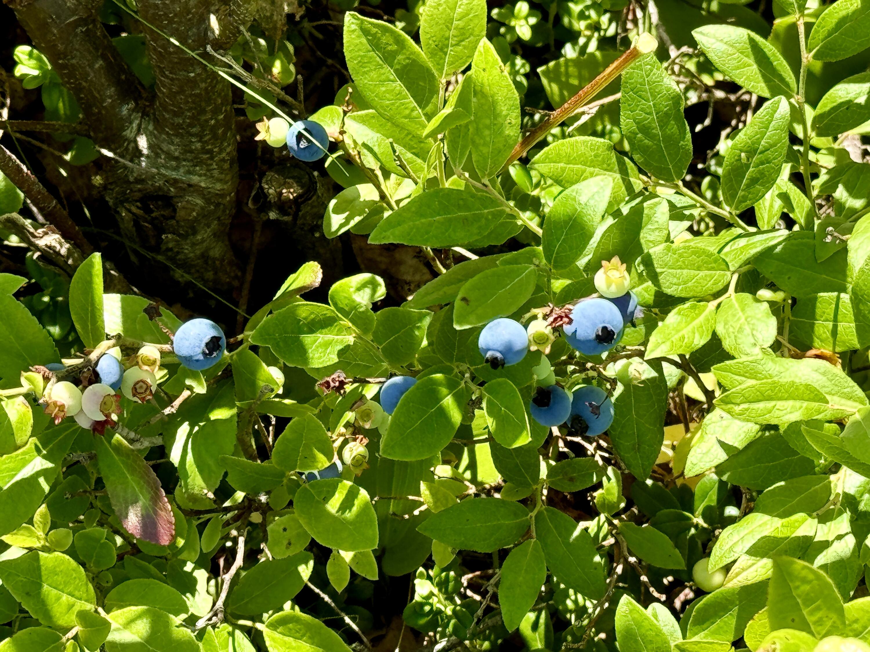 54 Diamond Point Road Lubec, ME 04652 - Photo 94 of 100 Pick your own blueberries