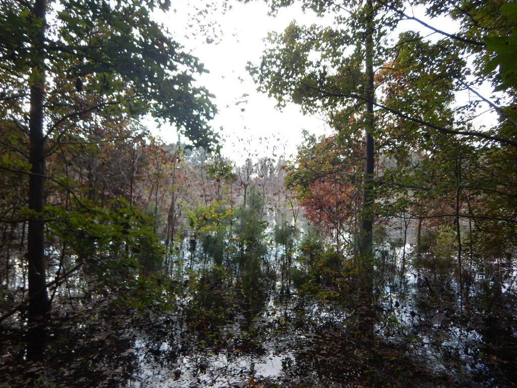 0 Panola Road Pinewood, SC 29125 - Photo 4 of 12