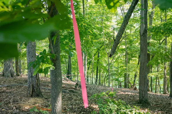a view of a yard with a tree