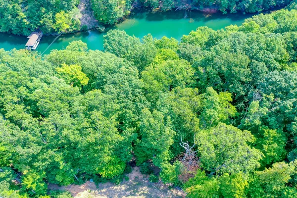 a view of a yard with plants and large trees