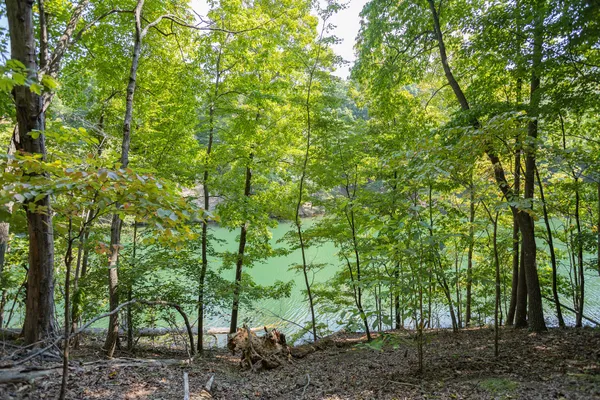 a view of a forest with trees in the background