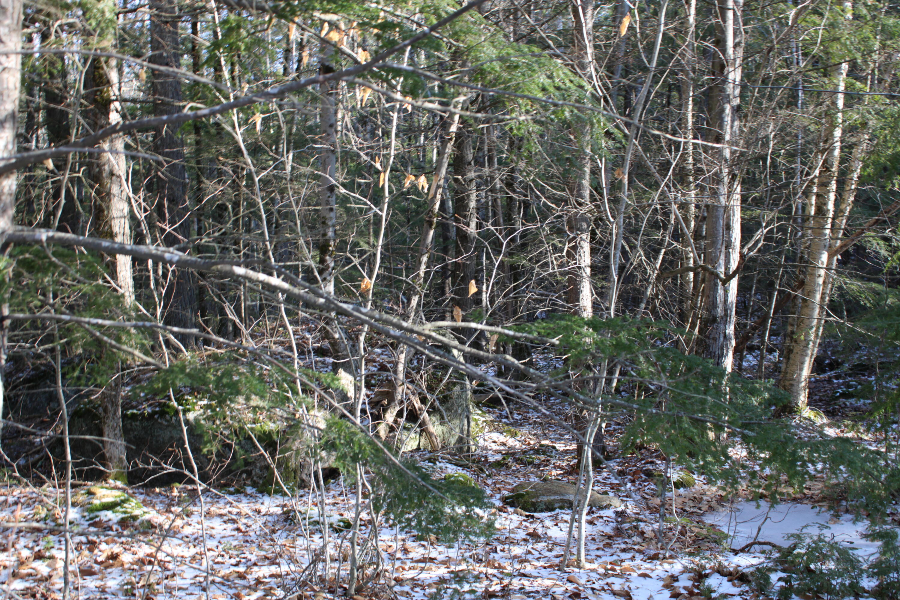0 Senator Black Road West Baldwin, ME 04091 - Photo 5 of 16 senblackpic5