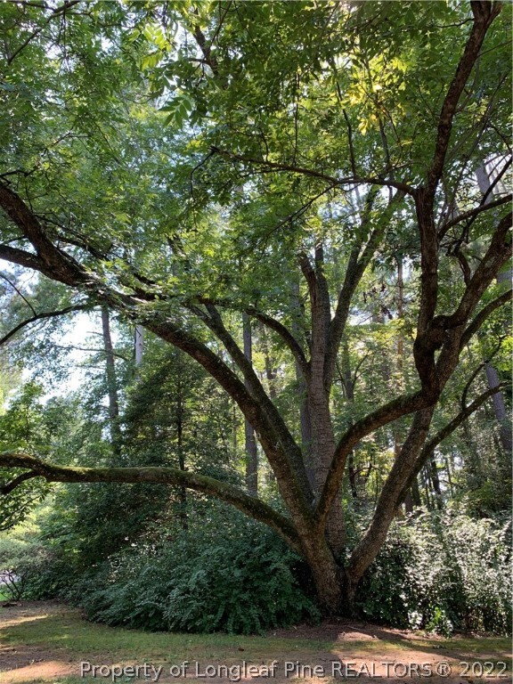 3316 Old River Road Carthage, NC 28327 - Photo 35 of 35 a view of tree