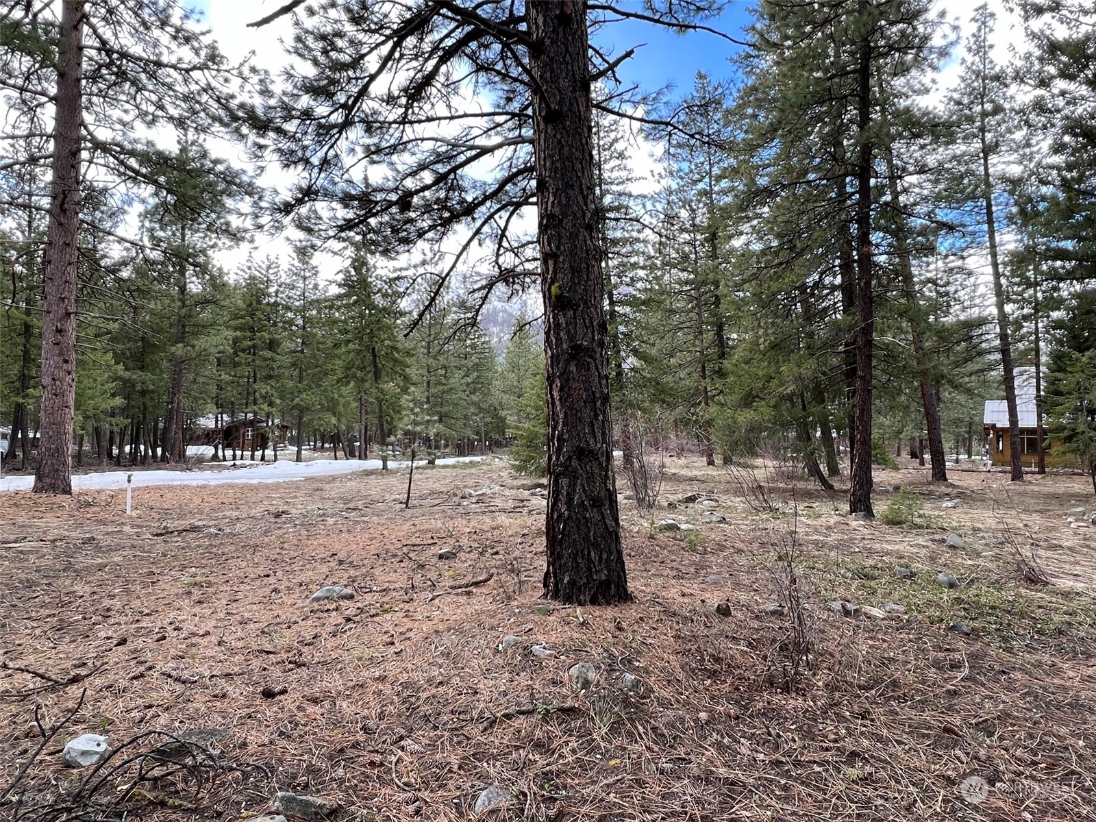a view of a forest filled with trees