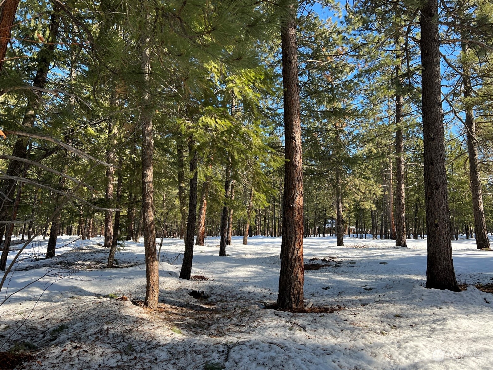 8 Nellas Place Winthrop, WA 98862 - Photo 19 of 25 a view of a park with trees
