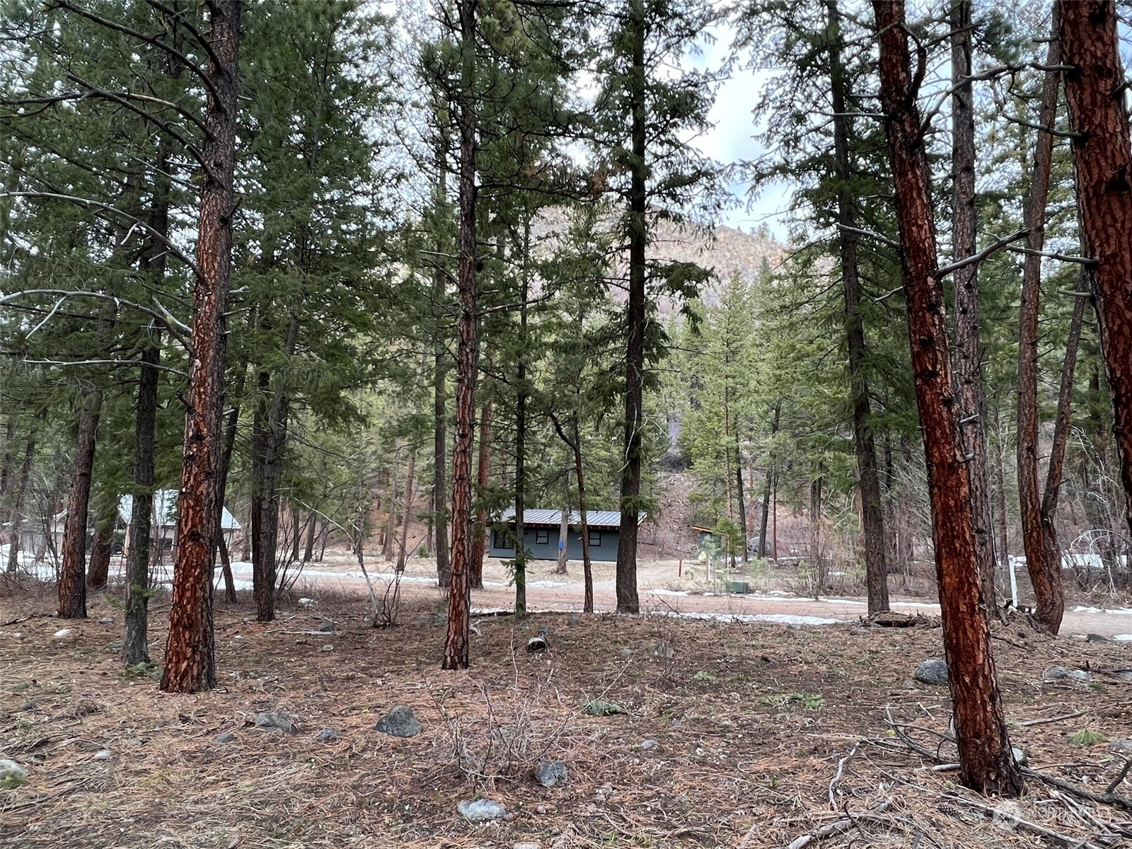 8 Nellas Place Winthrop, WA 98862 - Photo 3 of 25 a view of a tree in the middle of a forest