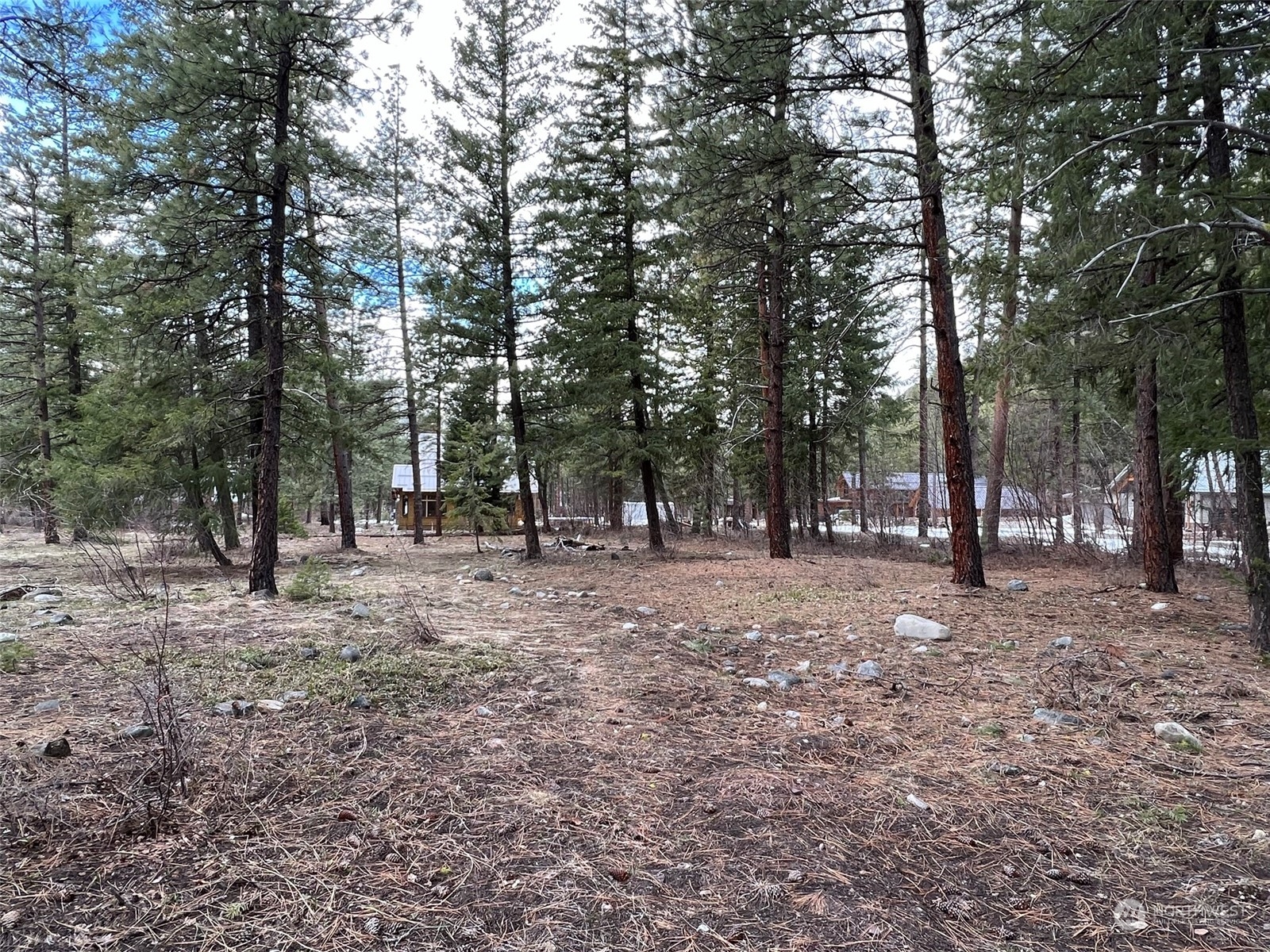 8 Nellas Place Winthrop, WA 98862 - Photo 4 of 25 a view of a forest with trees in the background