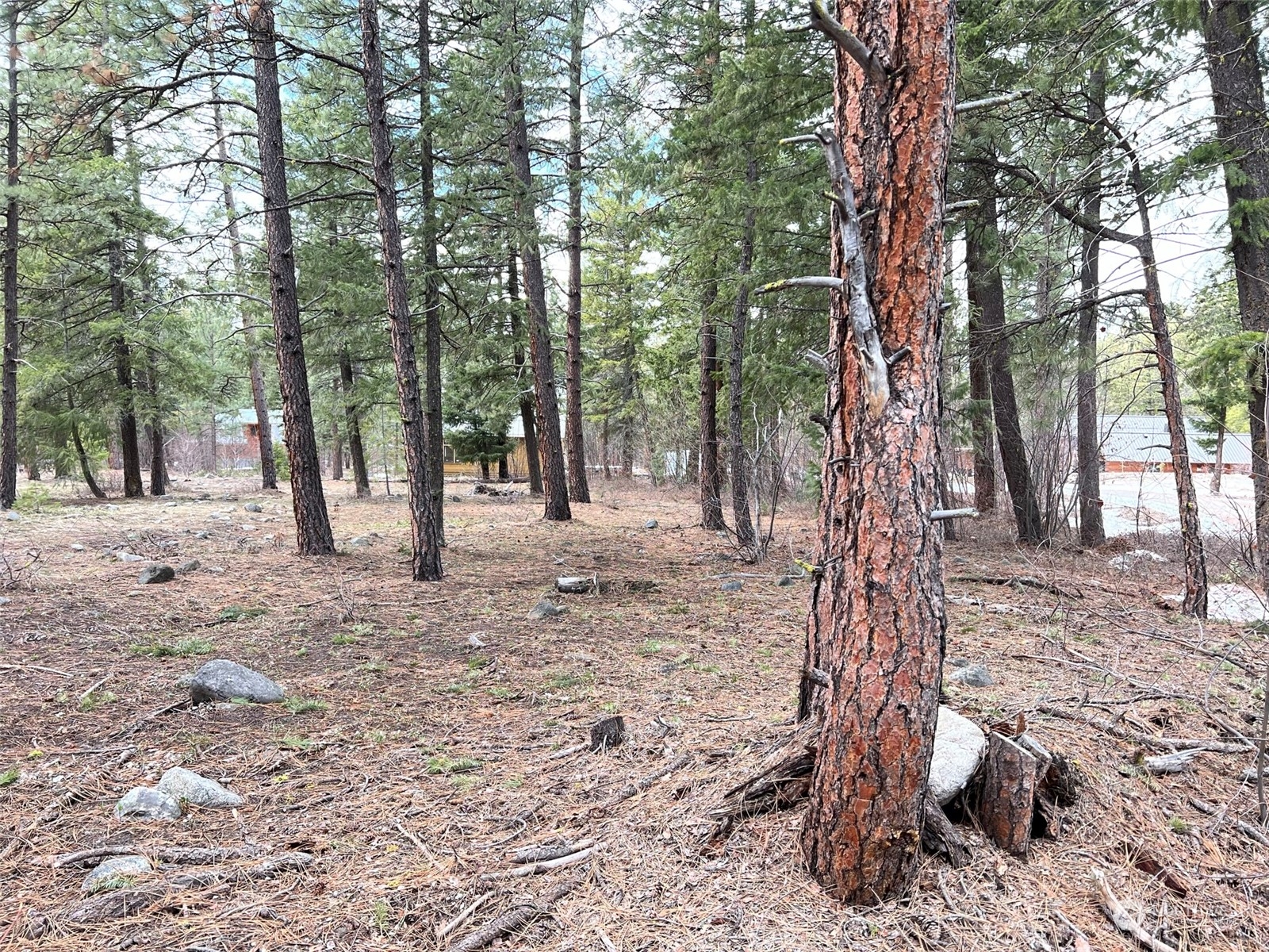 8 Nellas Place Winthrop, WA 98862 - Photo 5 of 25 a view of a forest filled with trees