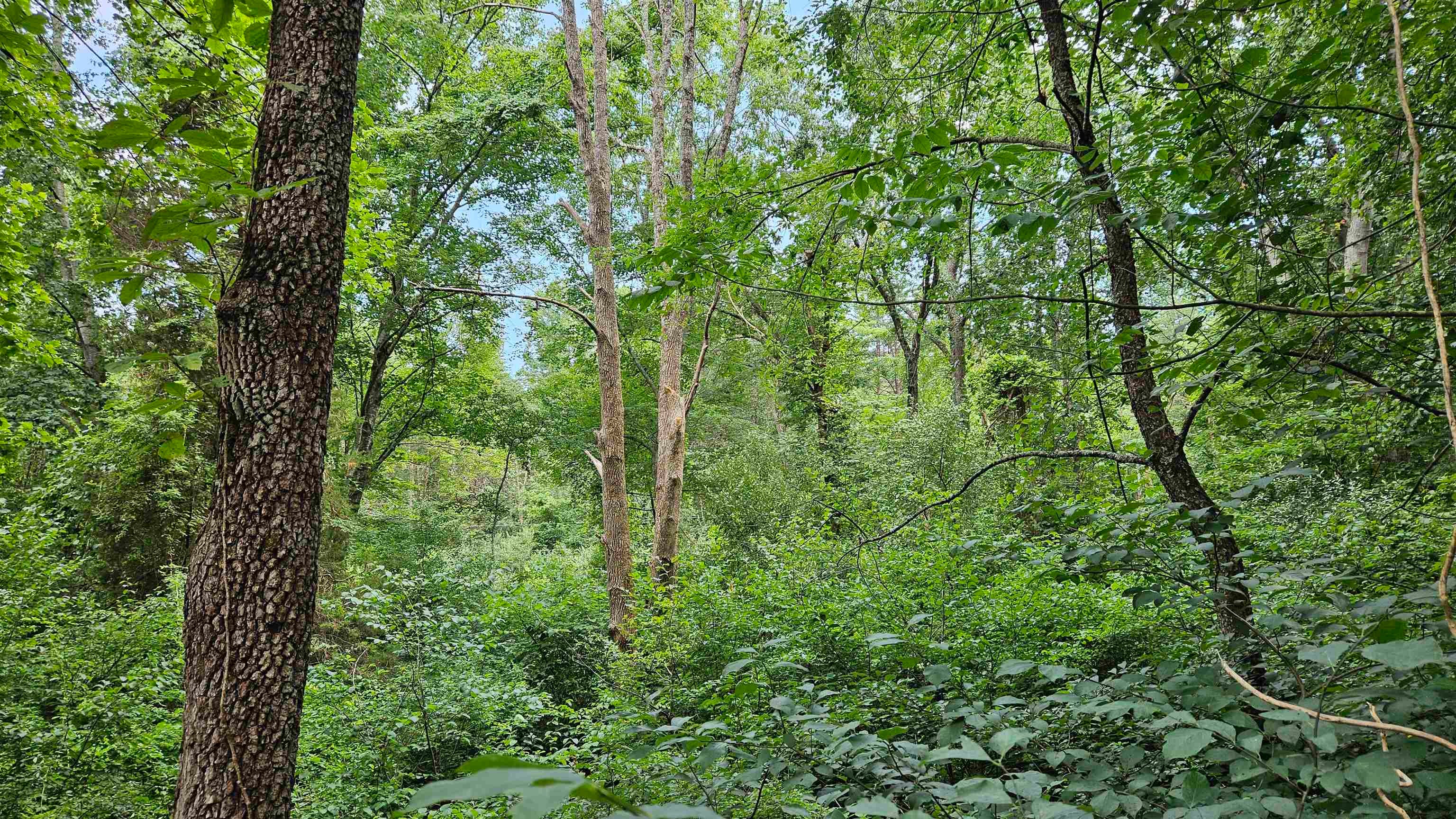 Tbd Reesedale Road Elliston, VA 24087 - Photo 3 of 35 Gallery Image 3