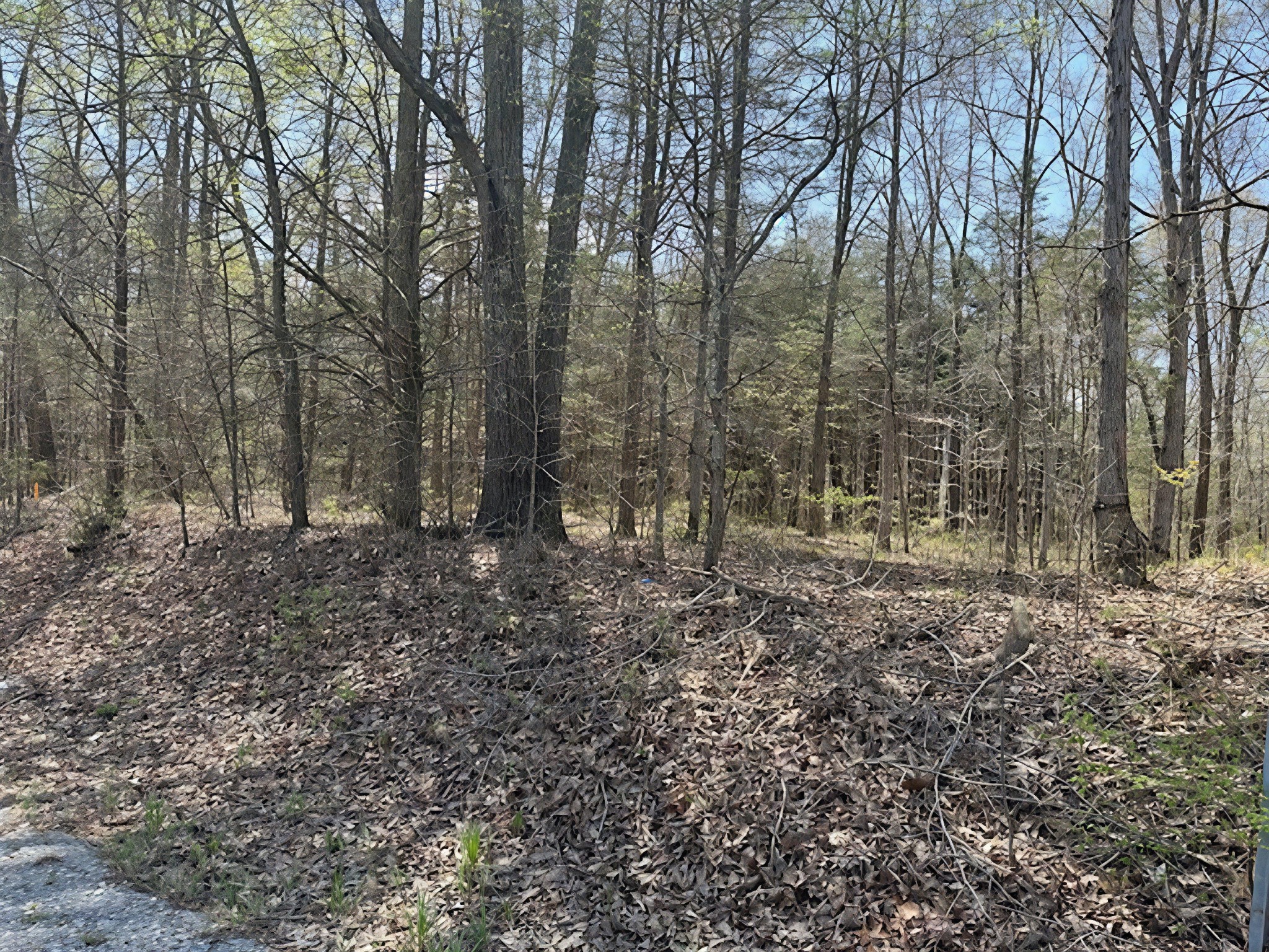 3601 Bowker Road Charlotte, TN 37036 - Photo 6 of 9 a view of a forest with trees