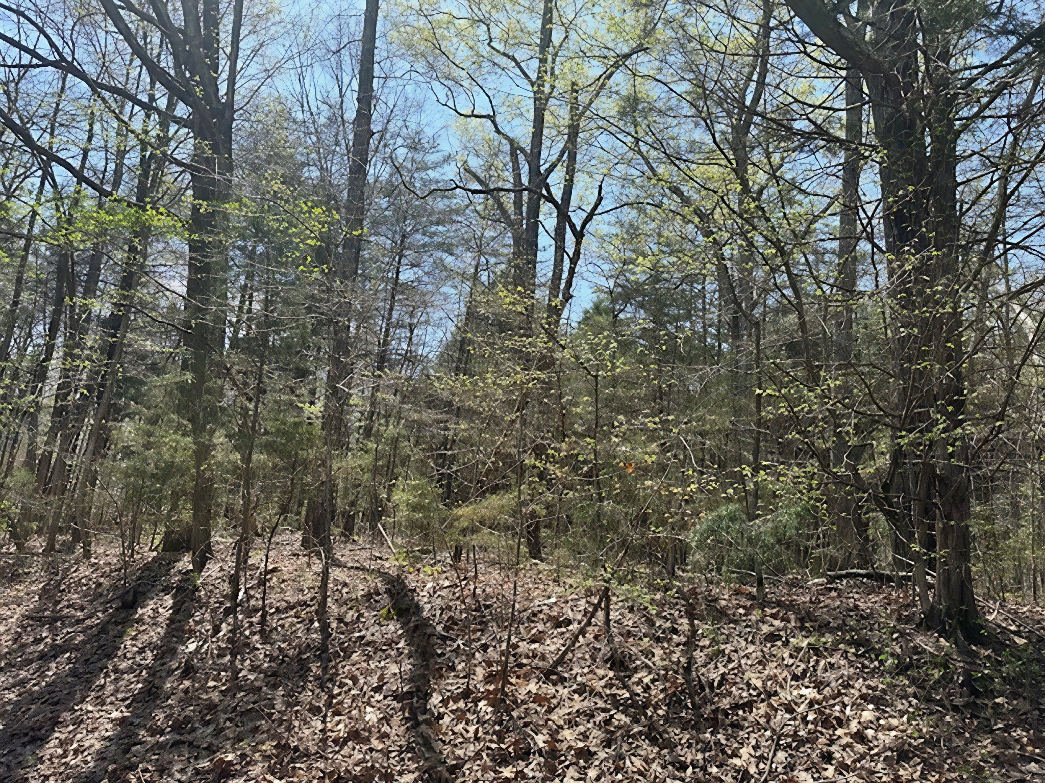 3601 Bowker Road Charlotte, TN 37036 - Photo 9 of 9 a yard with a tree