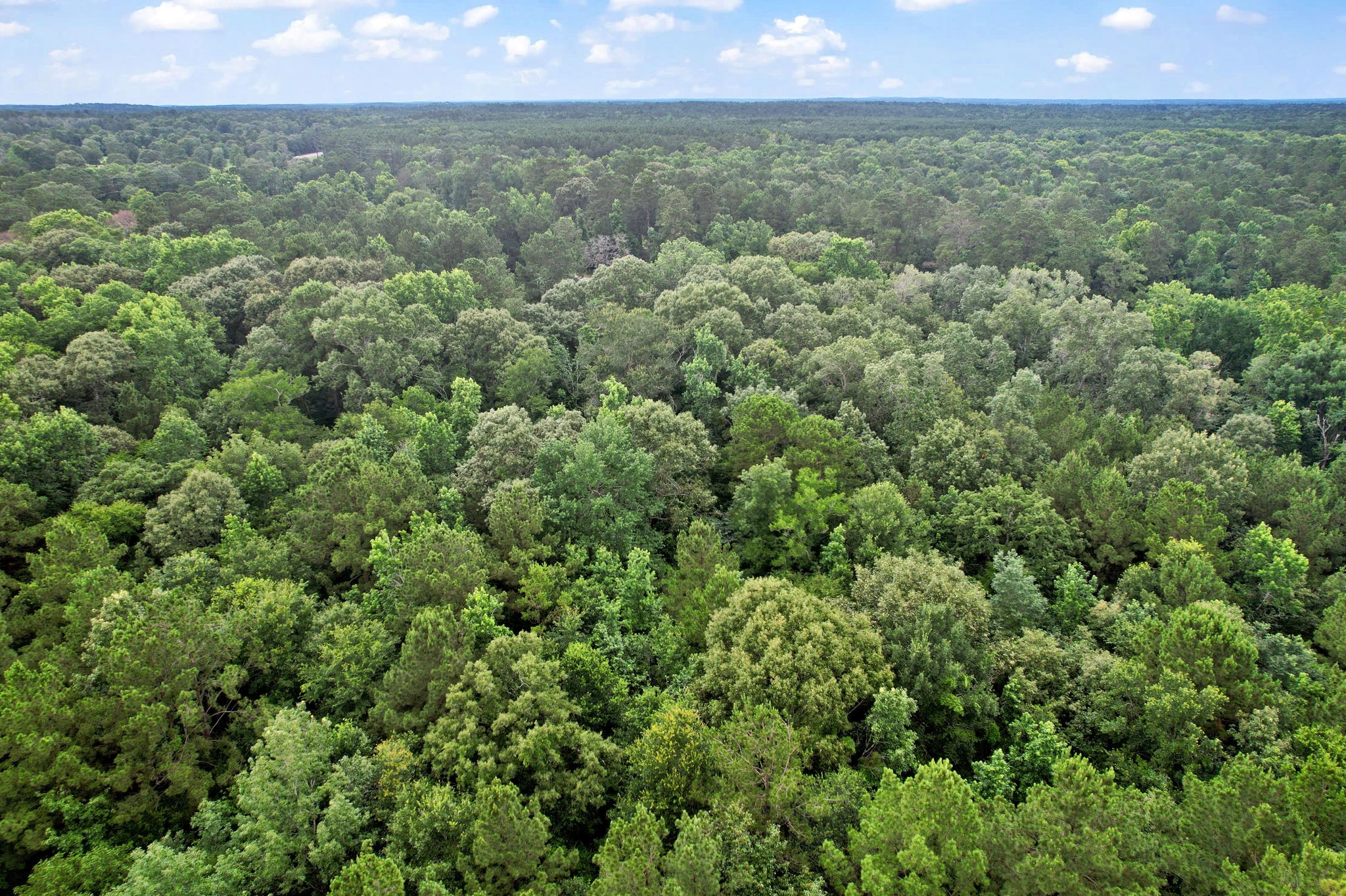 Tbd Ryan Ferry Road Point Blank, TX 77364 - Photo 8 of 34 a view of a city and lush green forest