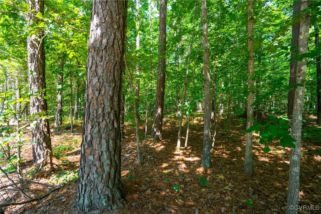 20118 River Road Chesterfield, VA 23838 - Photo 11 of 13 a view of forest