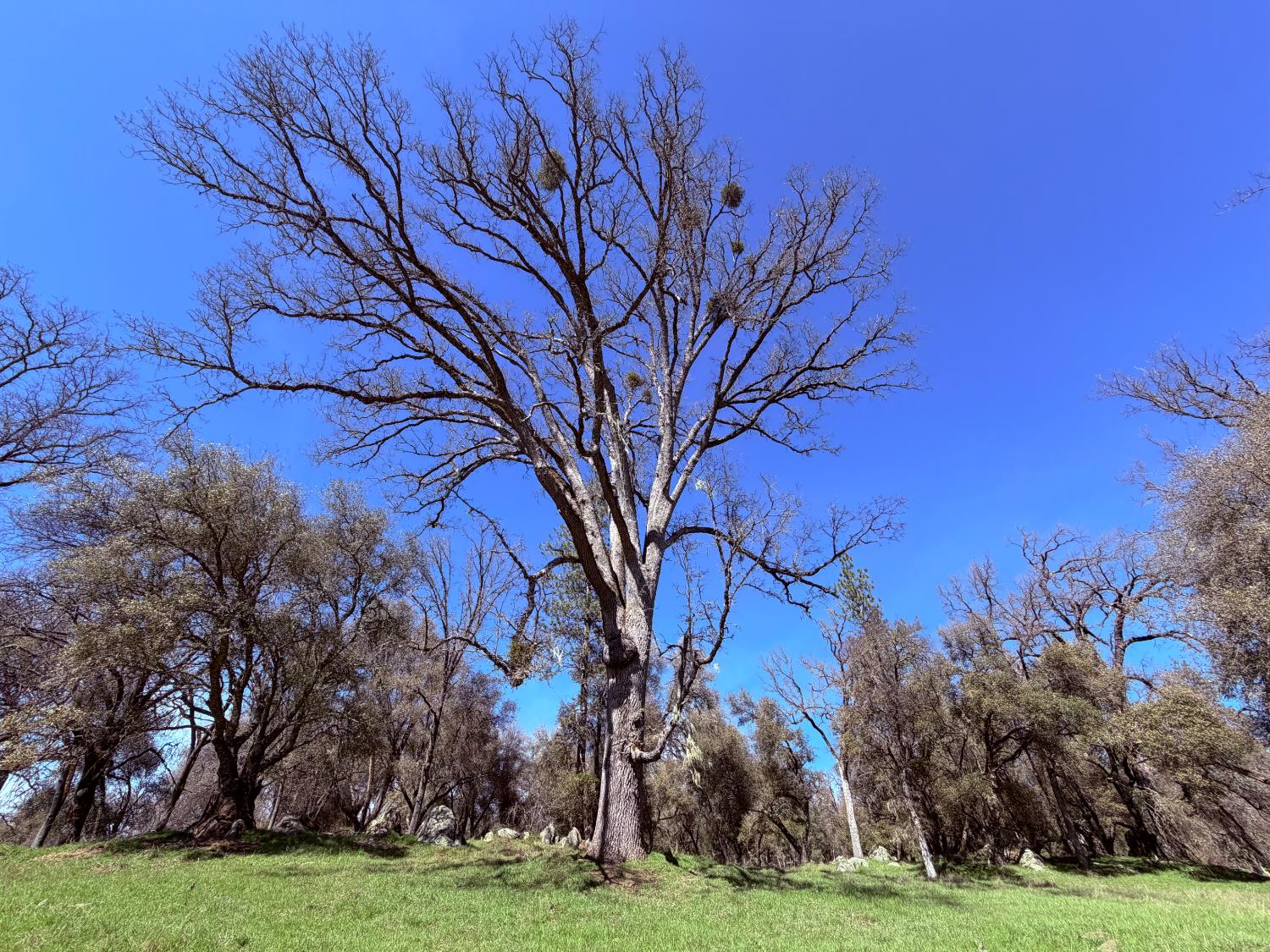 2901 Cedar Creek Road Somerset, CA 95684 - Photo 30 of 56