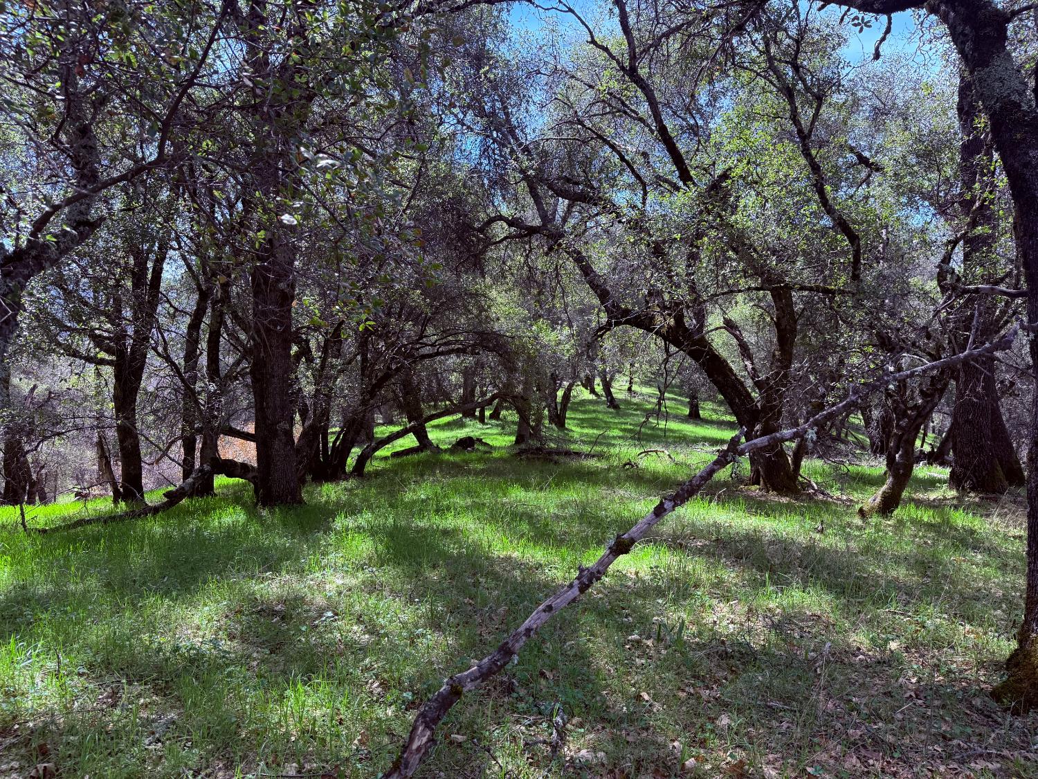 2901 Cedar Creek Road Somerset, CA 95684 - Photo 50 of 56 a view of a park with a tree