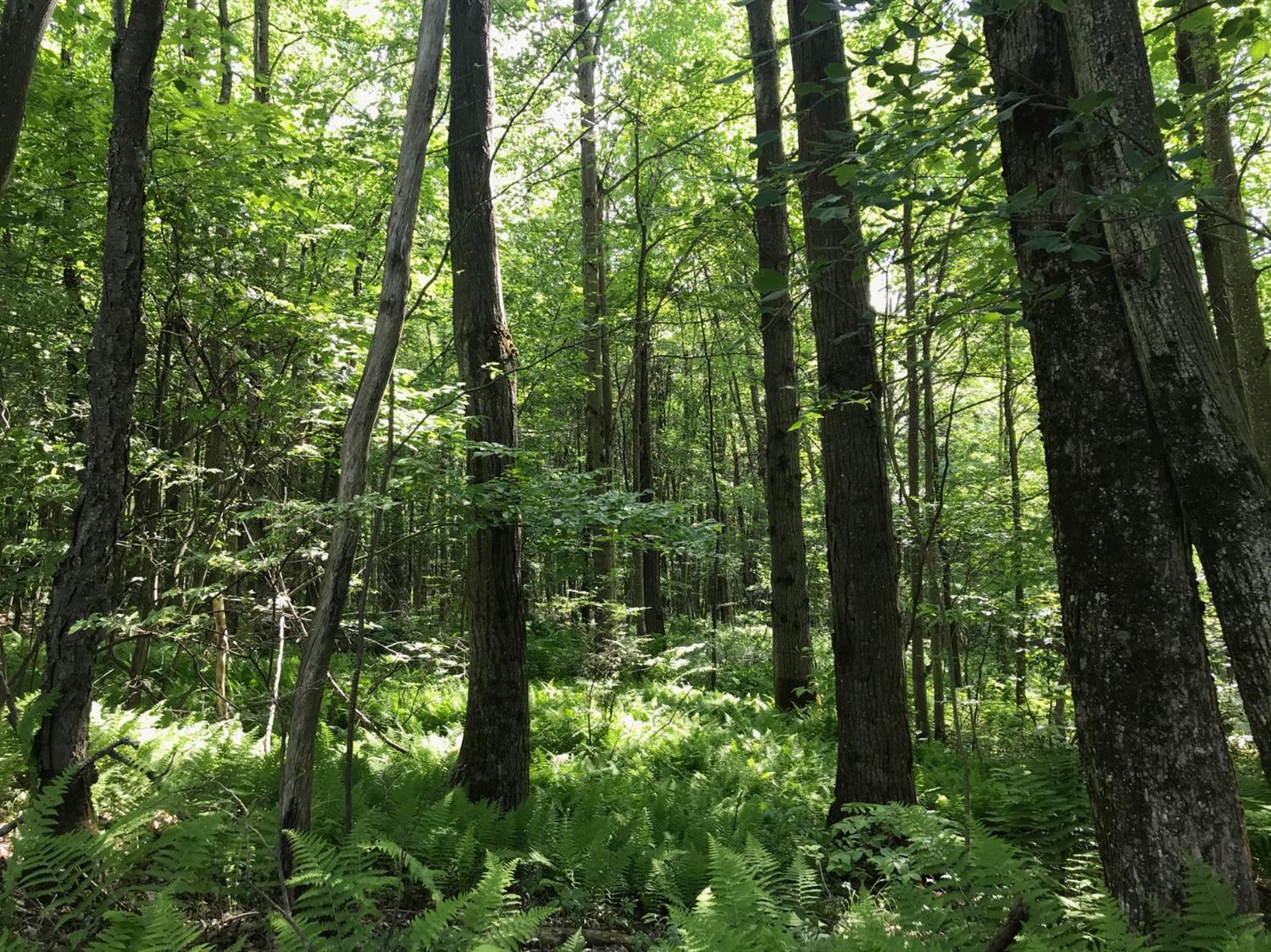 0 Warren Road Treadwell, NY 13846 - Photo 1 of 1 Gallery Image 1