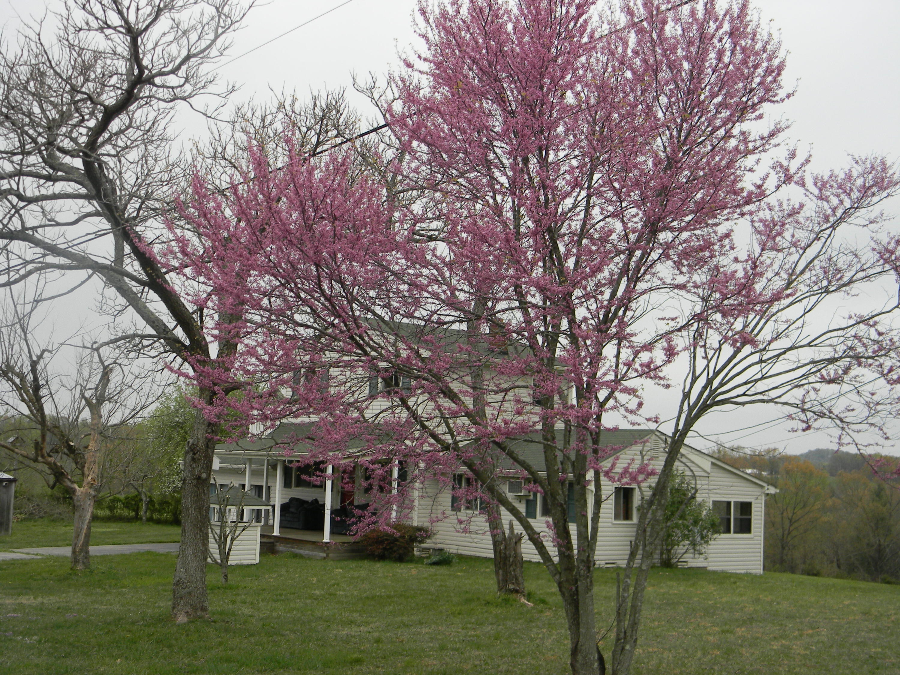 4835 Bonbrook Mill Road Boones Mill, VA 24065 - Photo 16 of 25 Front View