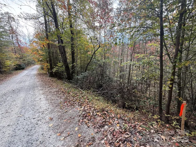 a view of a forest with trees