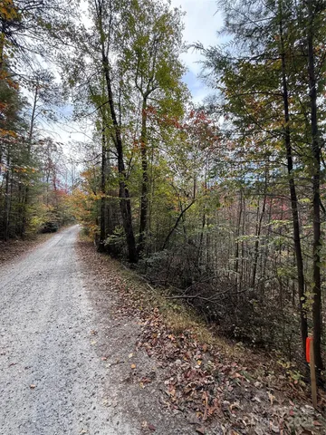 a view of a forest filled with trees