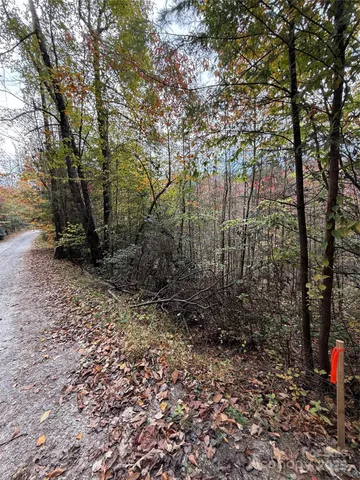 a view of a forest with trees