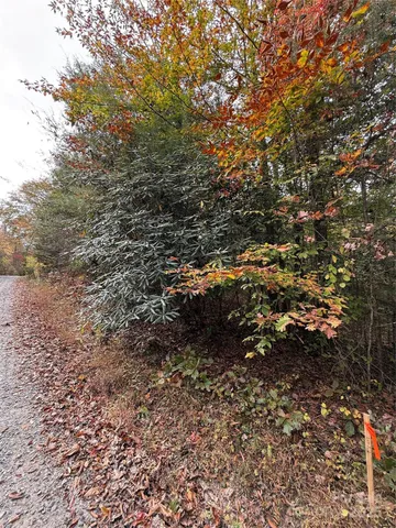 a view of a forest with a tree